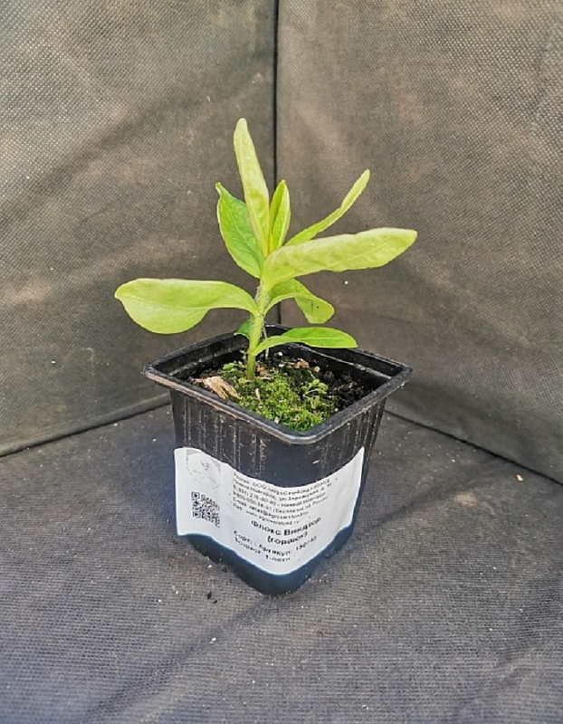 Флокс Виндзор